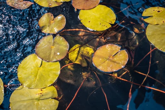 Close up view of autumn garden pond filled with aquatic plant in a pot. Water lily flower leaves in day time. Beautiful nature scenery photography. Idyllic scene. High quality picture for wallpaper, travel blog.