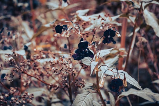 Close up black meadow wildflowers concept photo. Countryside at autumn season. Garden blossom. Front view photography with blurred background. High quality picture for wallpaper