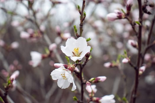 Close up blooming white flowers of apricot tree concept photo. Blossom spring. Photography with blurred background. High quality picture for wallpaper, travel blog, magazine, article