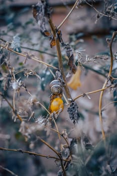 Close up of a garden snail on stem of plant concept photo. Helix pomatia. Autumn atmosphere image. Beautiful nature scenery photography. High quality picture for wallpaper, travel blog.