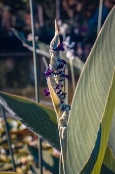 Pike weed an aquatic plant with blue flowers concept photo. Pontederia cordata. Beautiful nature scenery photography. Idyllic scene. High quality picture for wallpaper, travel blog.