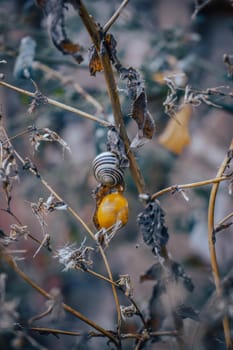 Close up of a garden snail on stem of plant concept photo. Helix pomatia. Autumn atmosphere image. Beautiful nature scenery photography. High quality picture for wallpaper, travel blog.