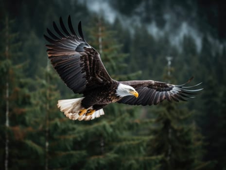 American Bald Eagle in natural habitat among cliffs, forests and rivers. Bald eagle is the national symbol of the United States.