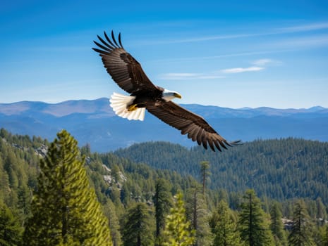 American Bald Eagle in natural habitat among cliffs, forests and rivers. Bald eagle is the national symbol of the United States.