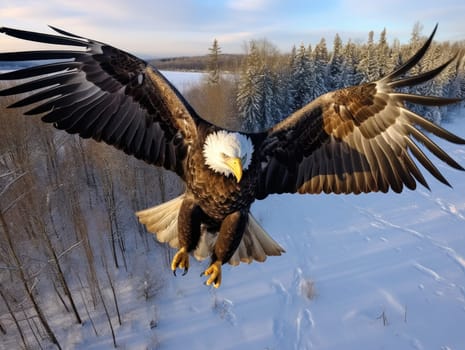 American Bald Eagle in natural habitat among cliffs, forests and rivers. Bald eagle is the national symbol of the United States.