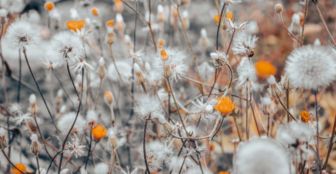 Close up meadow flowers autumnal concept photo. Meadow wool flowers. Front view photography with blurred background. High quality picture