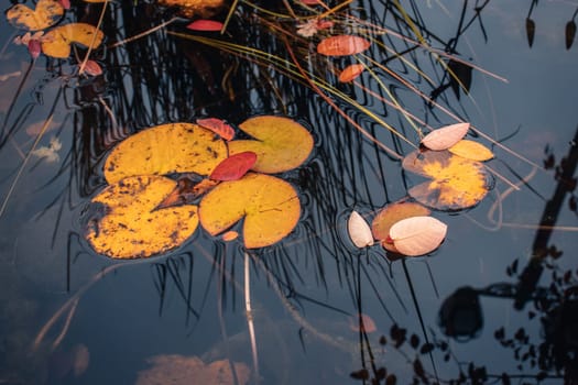 Close up view of autumn garden pond with aquatic plant. Water lily flower leaves in dark deep water. Beautiful nature scenery photography. Idyllic scene. High quality picture for wallpaper, travel blog.