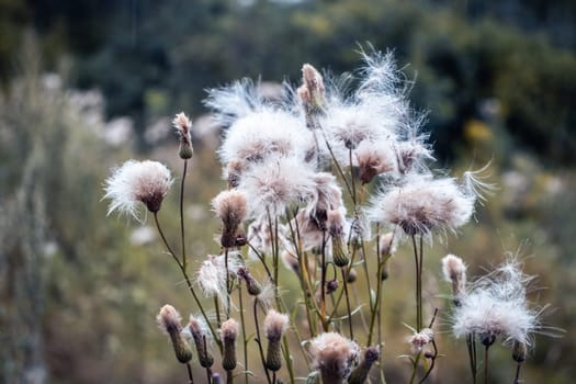 Close up meadow wool flowers under rain concept photo. Front view photography with blurred background. High quality picture