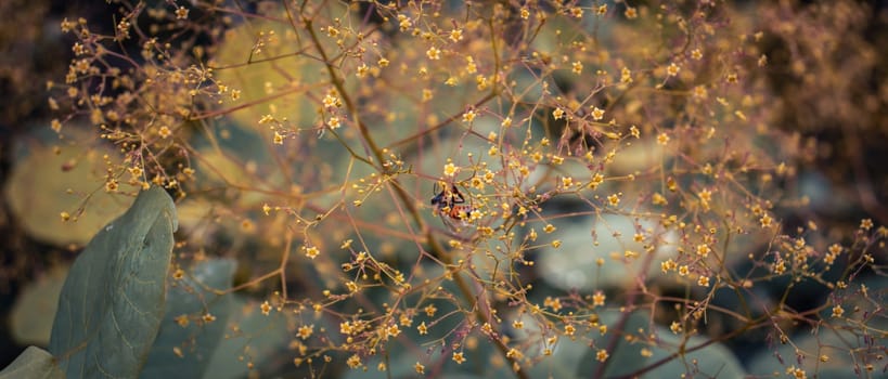 Close up bright blossom bush concept photo. Royal purple smoke bush, smokebush, smoke tree and purple smoke tree. High quality picture for wallpaper