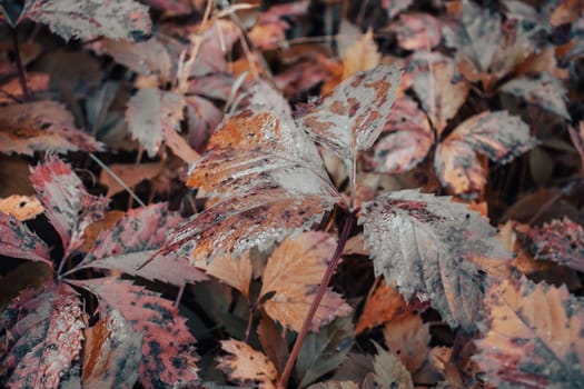 Close up ivy leaf on the ground in autumn dew concept photo. Autumn atmosphere image. Beautiful nature scenery photography. High quality picture for wallpaper, travel blog.