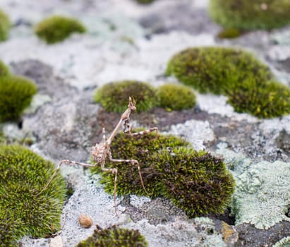 Close up moss grown up and mantis on the stone concept photo. Show with macro view. Rock full of the moss texture in nature for wallpaper.
