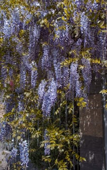 Flowering Wisteria plant on house wall concept photo. Countryside at spring season. Spring garden blossom background