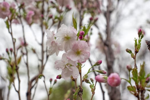 Close up pink sakura flower in the rain concept photo. Photography with blurred background. Countryside at spring season. Spring garden blossom background