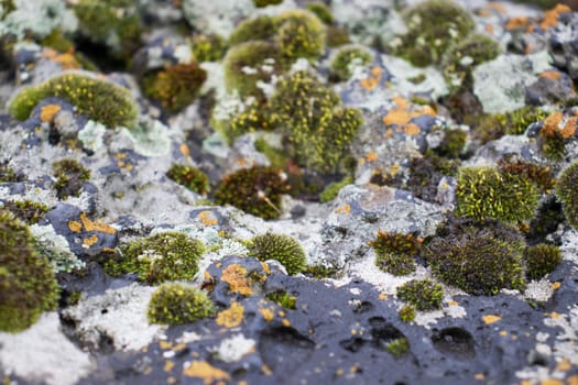 Close up moss grown up cover the rough stones and on the floor in the forest. Show with macro view. Rocks full of the moss texture in nature for wallpaper.