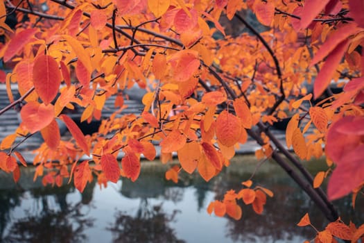 Autumnal red tree near water concept photo. Autumn in the public park. Idyllic scene, fall season. High quality picture for wallpaper, travel blog.