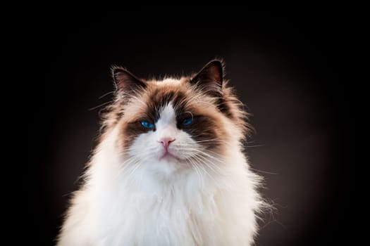 Beautiful young healthy Ragdoll cat isolated on a black background. High quality photo