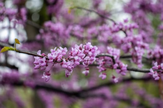 Close up pink acacia flower with rain drops concept photo. Photography with blurred background. Countryside at spring season. Spring garden blossom background