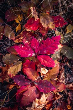 Close up beautiful autumn background with red leaves concept photo. Fall season, autumnal park. High quality picture for wallpaper, travel blog. Template for design