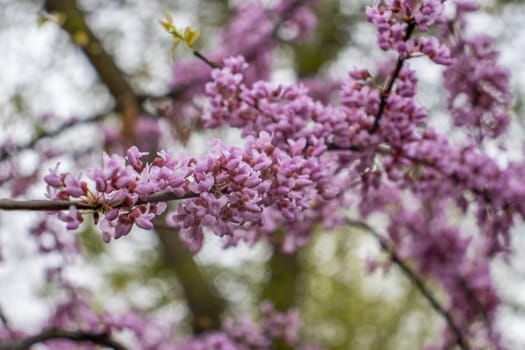 Close up pink acacia flower in the rain concept photo. Photography with blurred background. Countryside at spring season. Spring garden blossom background