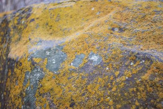 Close up yellow lichen cover the rough stone concept photo. Show with macro view. Rocks full of the moss texture in nature for wallpaper.