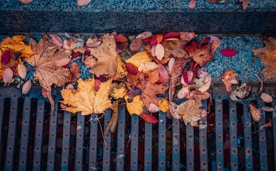 Colorful wet leaves on asphalt concept photo. Autumn leaves, bright foliage on ground. October landscape. November nature. Fallen foliage. Autumn park.