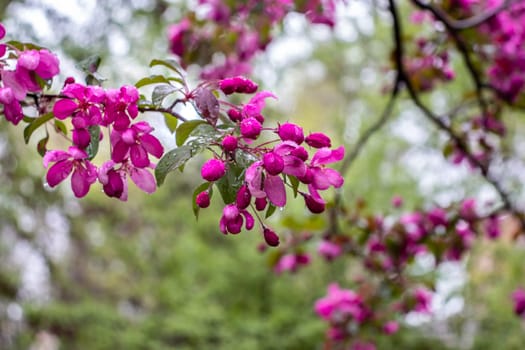 Close up apple pink flower with rain drops concept photo. Photography with blurred background. Countryside at spring season. Spring garden blossom background