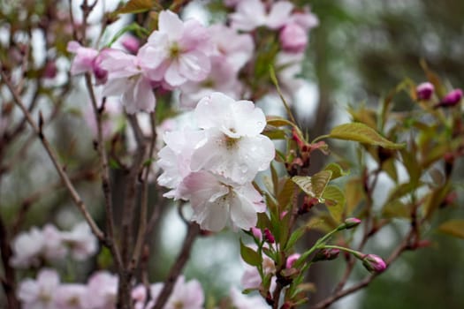 Close up sakura flower in the rain concept photo. Photography with blurred background. Countryside at spring season. Spring garden blossom background