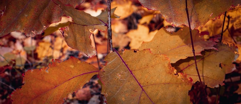 Bright oak leaves on the branch concept photo. Autumnal colorful background. October landscape. November nature. Fallen foliage. Autumn park.