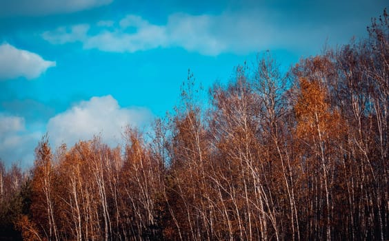 Beautiful landscape with autumn birch trees in sunny weather. Autumnal park, fall season, natural background. Idyllic scene. High quality picture for wallpaper, travel blog, magazine, article