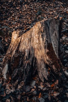 Close up relief texture of tree bark concept photo. Photo of oak texture. Relief creative texture of old oak bark. Autumn atmosphere image. Beautiful nature scenery photography. High quality picture for wallpaper, travel blog.