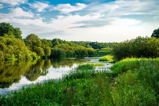 River bank with abundant greenery and grass, summer landscape.
