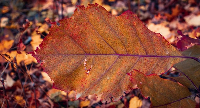 Close up colorful oak leaves on the branch concept photo. Autumnal colorful background. Fall season, autumnal park. High quality picture for wallpaper, travel blog. Template for design