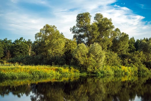 River bank with abundant greenery, summer landscape