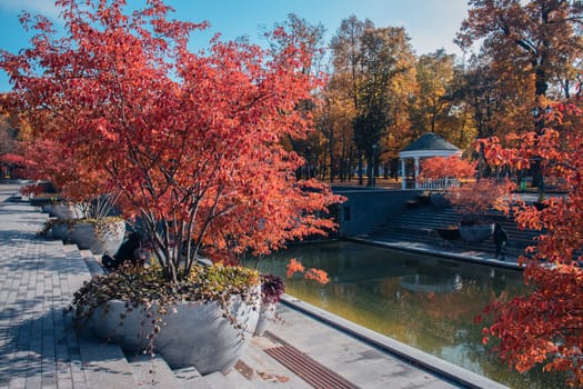 Autumn sunny morning near water concept photo. Public park. Idyllic scene, fall season, red trees in a pots. High quality picture for wallpaper, travel blog.