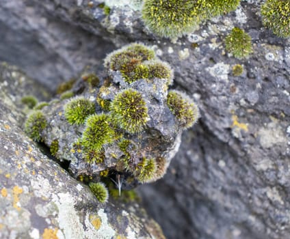 Close up moss grown up cover the rough stones and on the floor in the forest. Show with macro view. Rocks full of the moss texture in nature for wallpaper.