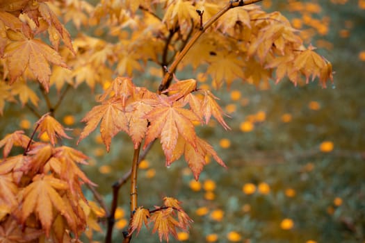 Close up yellow maple branch in the rain, autumn background. Front view photography with blurred background. High quality picture for wallpaper