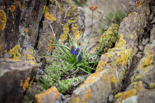Close up blooming hyacinth on the rocks concept photo. Plant surrounded by rocks in mountains. High quality picture for wallpaper