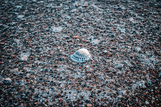 Close up water with algae on the beach concept photo. Pebbles and seashell under water. The view from the top, nautical background. High quality picture for wallpaper