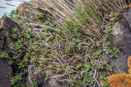 Close up succulent on the rocks concept photo. Plant surrounded by rocks in mountains. High quality picture for wallpaper