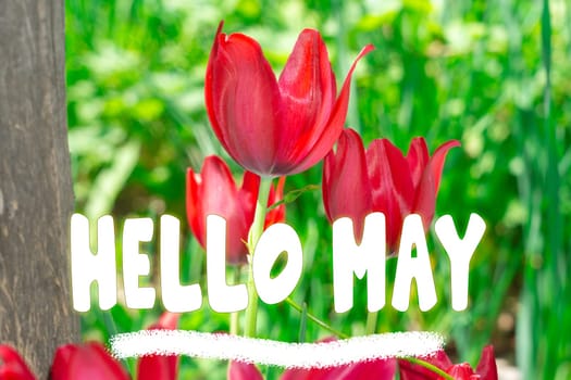 Hello May - Springtime, flowers blossoming twigs. The beginning of the season