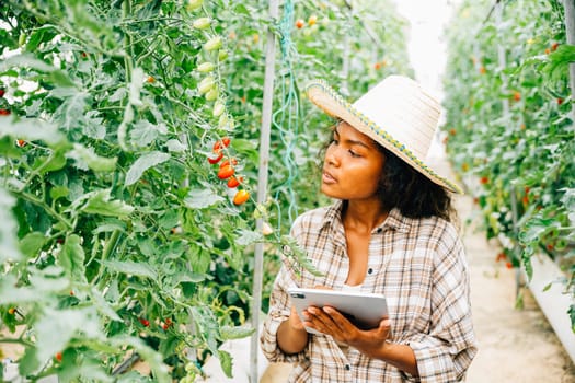 Young Black woman farmer, holding a digital tablet, checks tomato quality in the greenhouse. Smart farming concept with the owner smiling and examining vegetables, showcasing agricultural innovation.