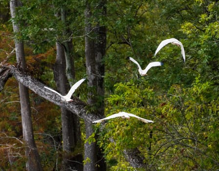 Four American white ibis birds flying away in the trees of Atchafalaya Basin near Baton Rouge Louisiana