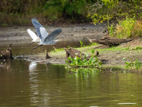 Great blue heron bird flying above calm waters of Atchafalaya Basin near Baton Rouge Louisiana