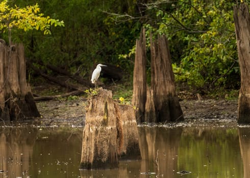 Great Egret bird perched on stumps from felling of bald cypress trees in calm waters of Atchafalaya Basin near Baton Rouge Louisiana