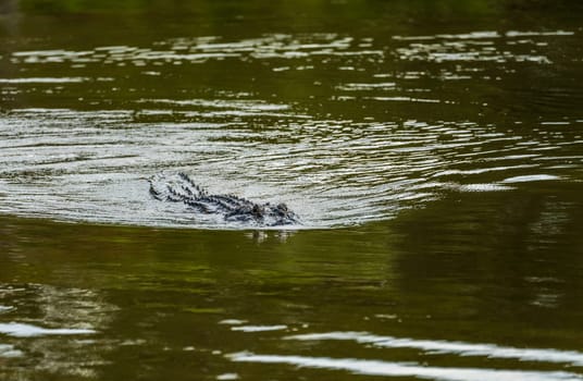 American alligator approaching across calm waters of Atchafalaya delta with eyes and snout visible in ripples