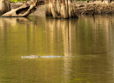 American alligator in profile in the calm waters of Atchafalaya delta with eyes and snout visible in ripples