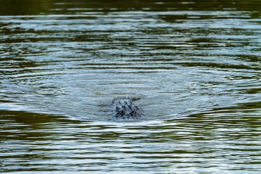 American alligator approaching across calm waters of Atchafalaya delta with eyes and snout visible in ripples