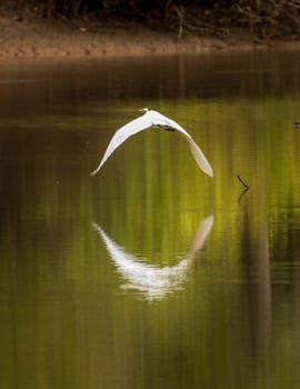 Great Egret bird flying and reflected in calm waters of Atchafalaya Basin near Baton Rouge Louisiana