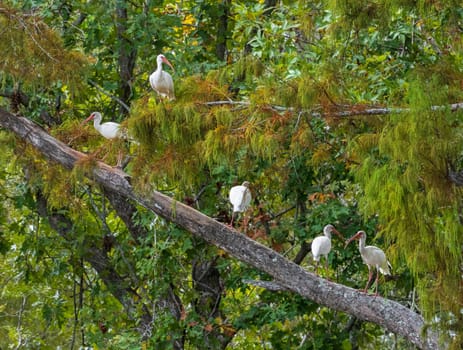 Five American white ibis birds perched on branch of tree in Atchafalaya Basin near Baton Rouge Louisiana
