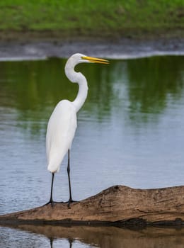 Great Egret bird perched on stumps from felling of bald cypress trees in calm waters of Atchafalaya Basin near Baton Rouge Louisiana